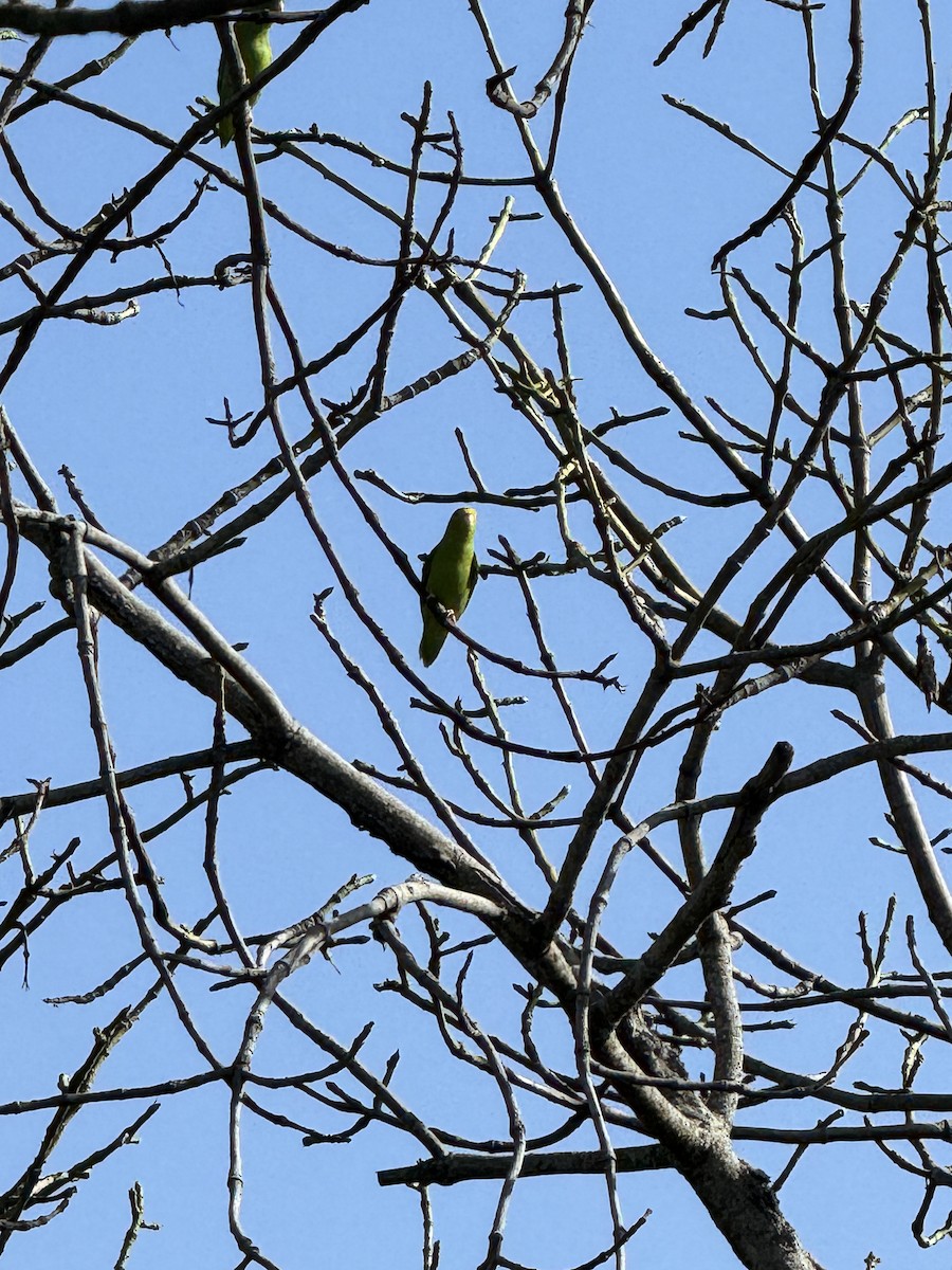 Зелёный воробьиный попугайчик - ML614480708