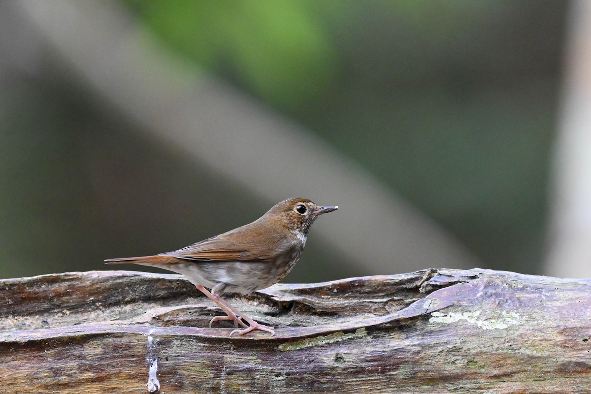 Rufous-tailed Robin - ML614480734