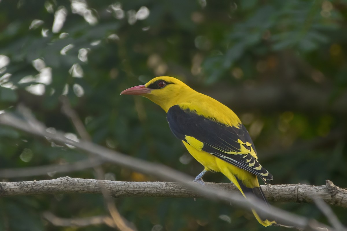 Indian Golden Oriole - ML614480773