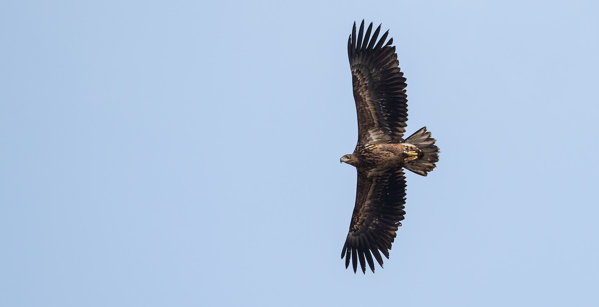 White-tailed Eagle - ML614480779