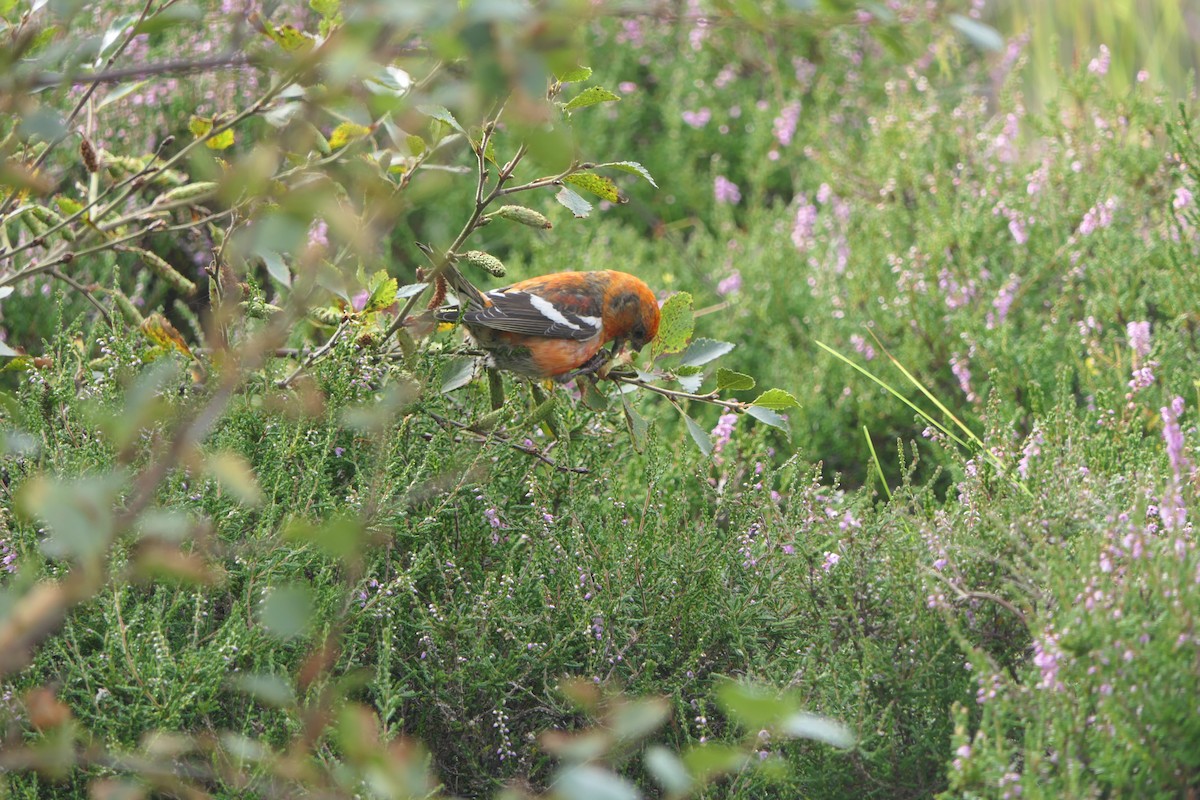 White-winged Crossbill - Mick Mellor