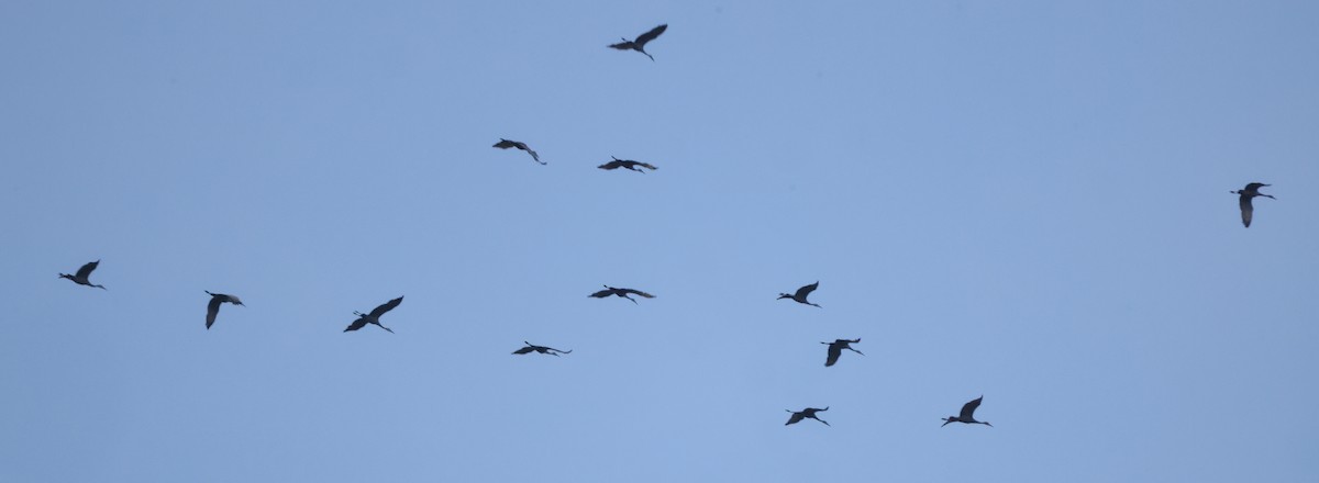 Sandhill Crane - Tim Lenz