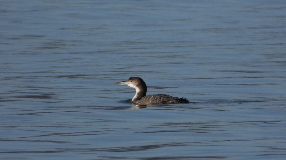 Common Loon - ML614480823