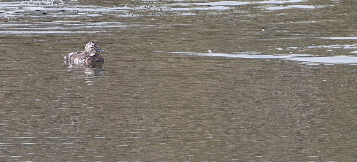 Улаан хүзүүт шумбуур - ML614480824