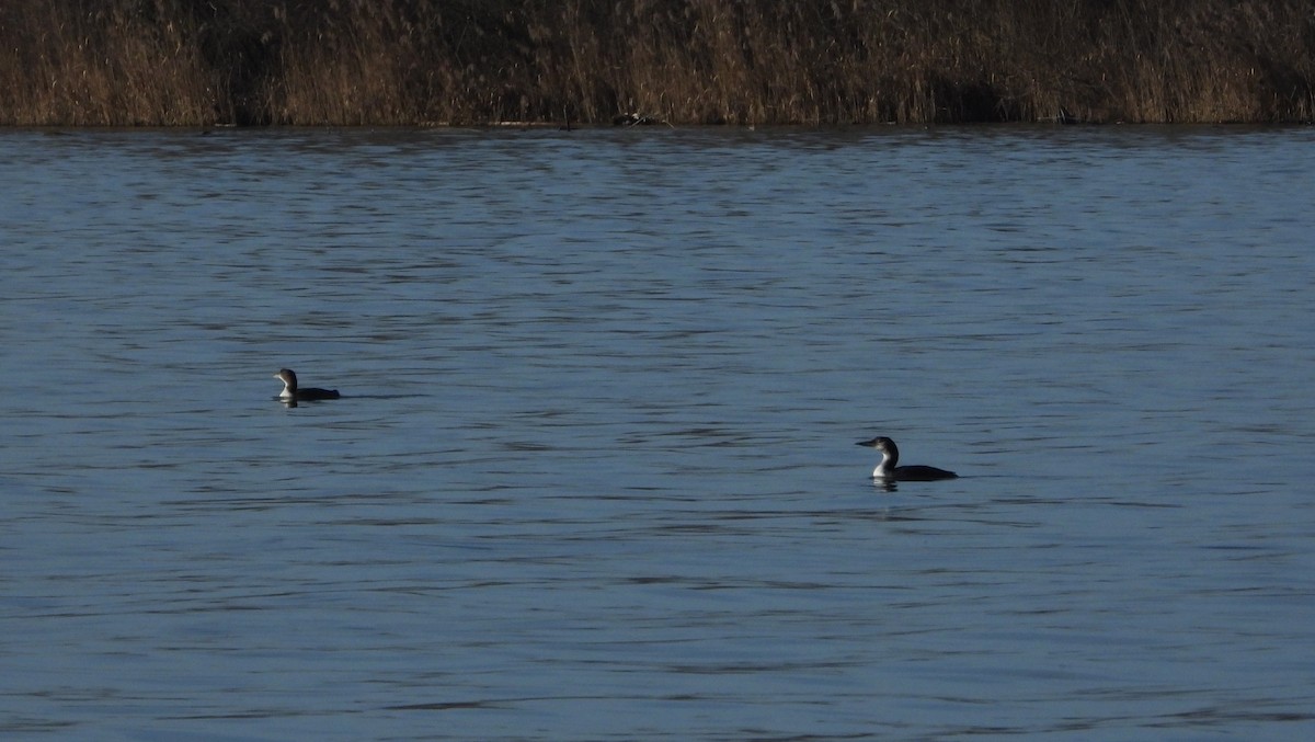 Common Loon - ML614480826