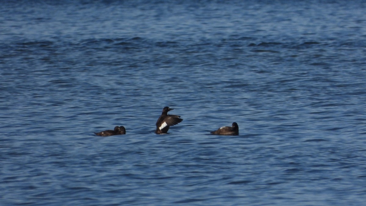 Velvet Scoter - ML614480831