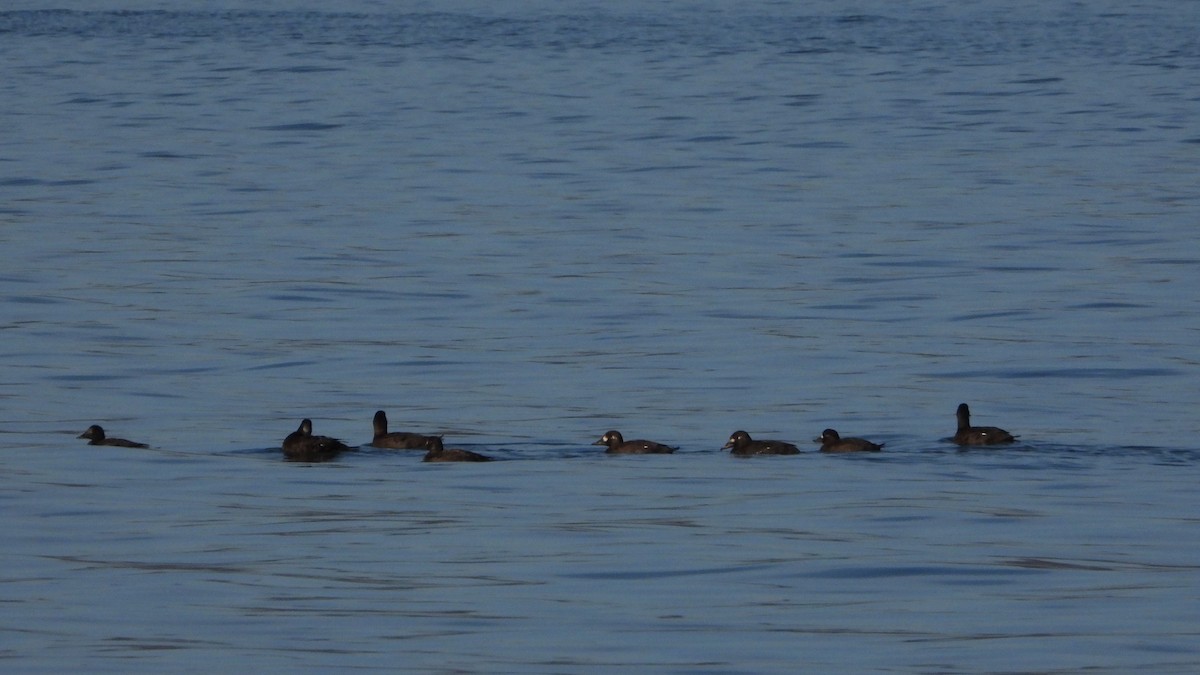 Velvet Scoter - ML614480833