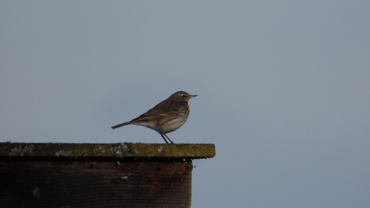 Water Pipit - ML614480836