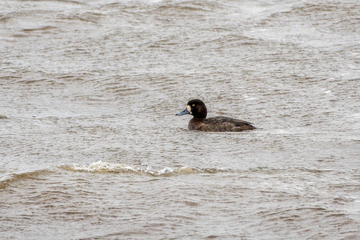 Greater Scaup - ML614480842