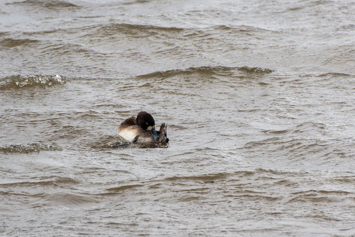 Greater Scaup - ML614480843