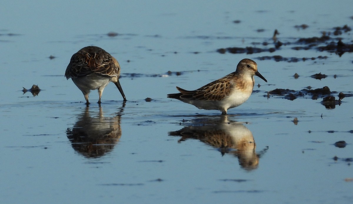 Little Stint - ML614480909