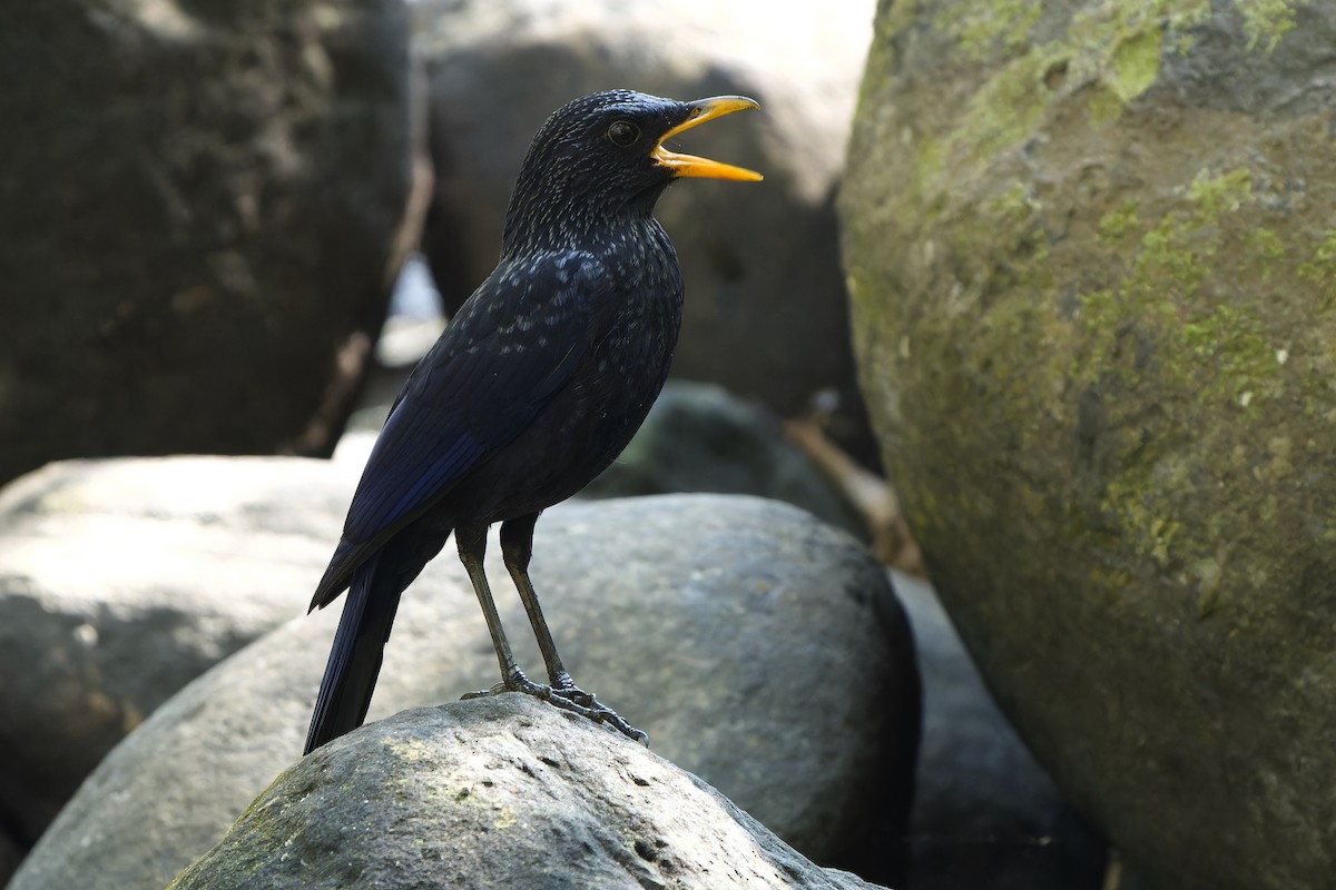 Blue Whistling-Thrush (Yellow-billed) - ML614480928