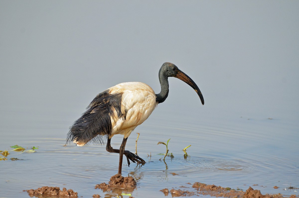 African Sacred Ibis - ML614480968