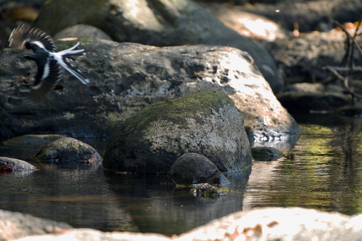 Slaty-backed Forktail - ML614480981