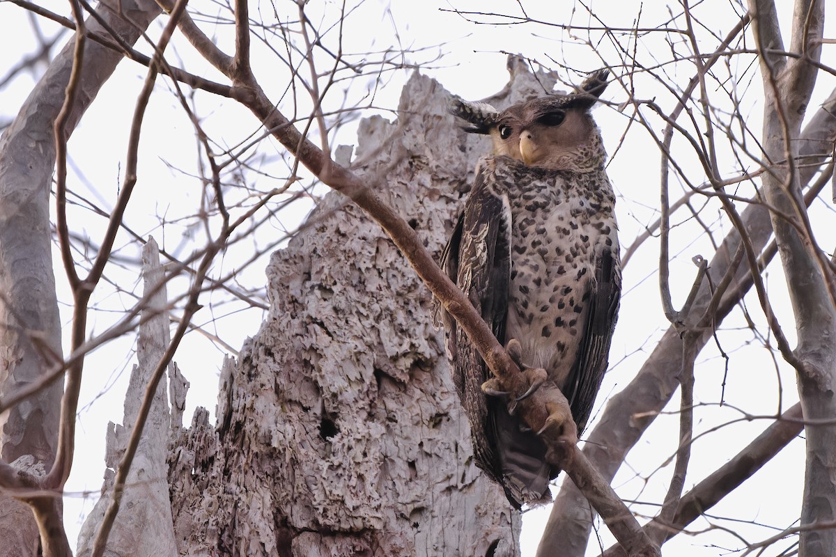 Spot-bellied Eagle-Owl - Sam Hambly