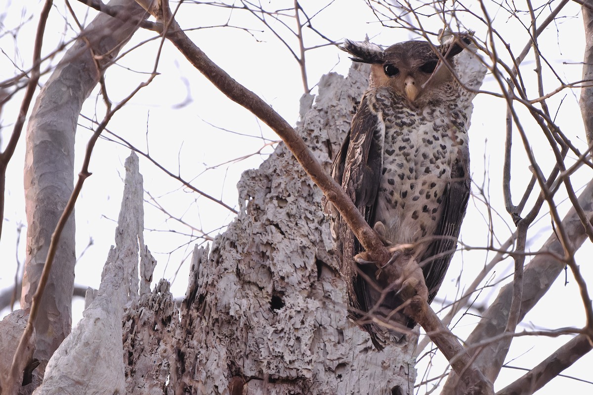 Spot-bellied Eagle-Owl - Sam Hambly