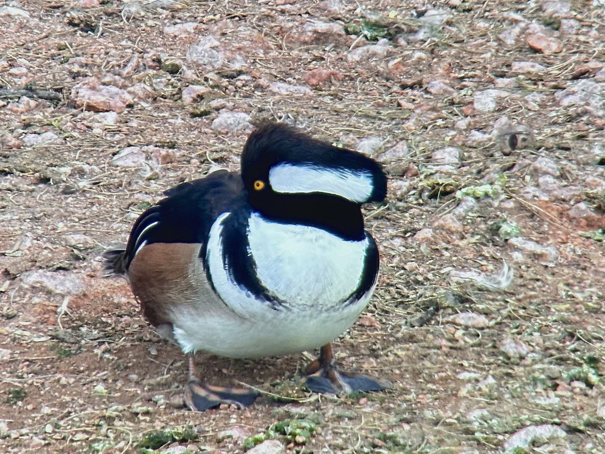 Hooded Merganser - ML614481146