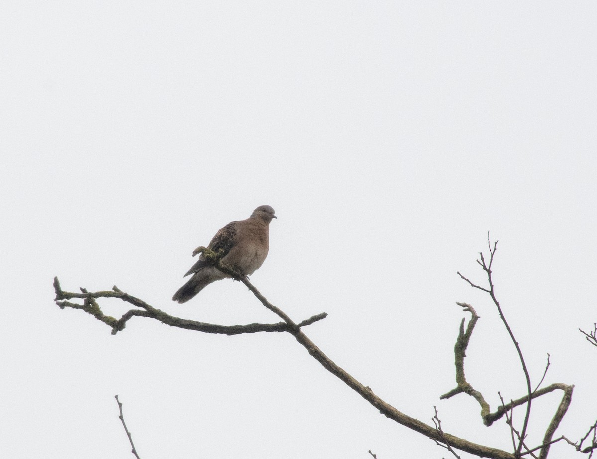 Oriental Turtle-Dove - Christiaan Trommel