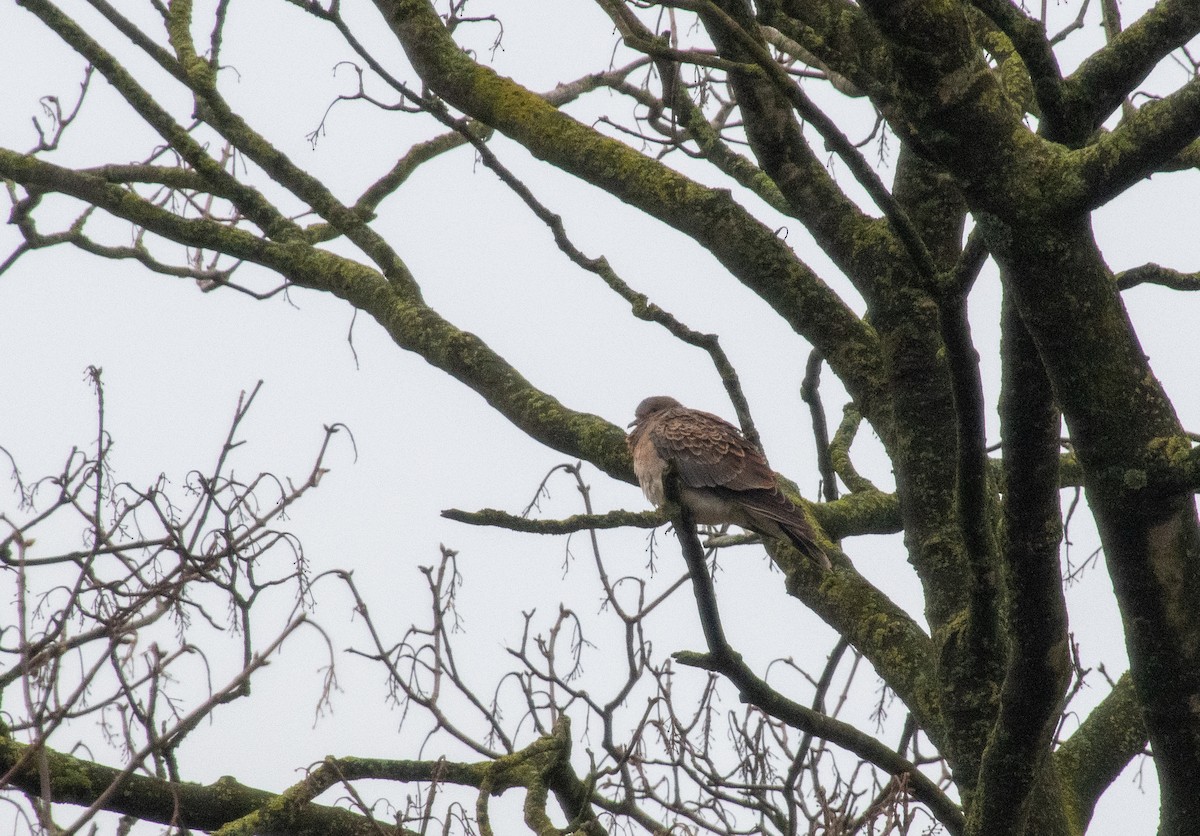 Oriental Turtle-Dove - Christiaan Trommel