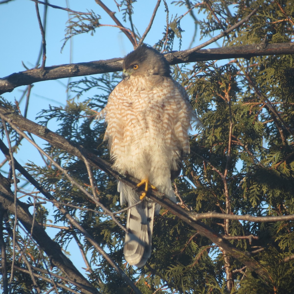 Cooper's Hawk - ML614481235