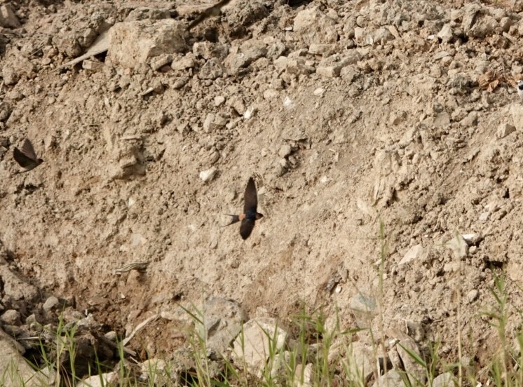Red-rumped Swallow - ML614481279