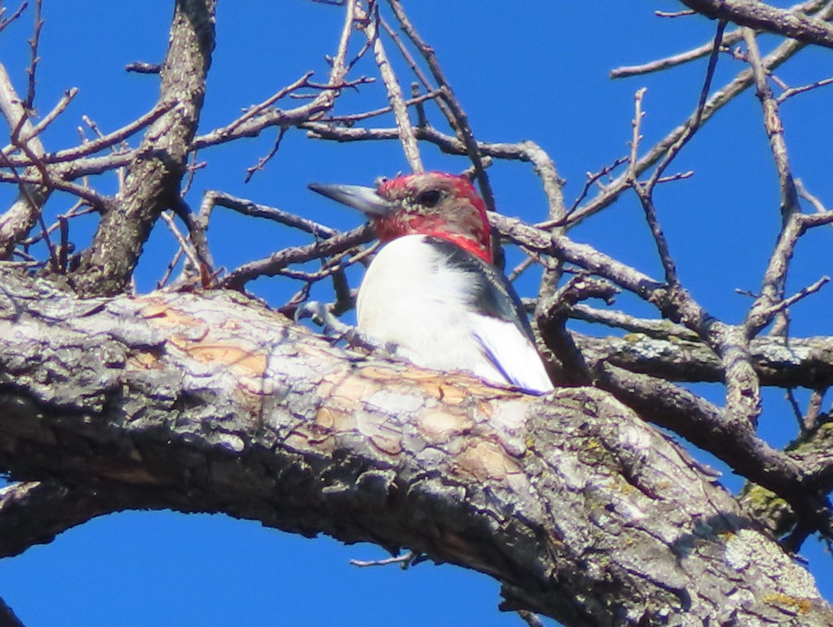 Red-headed Woodpecker - ML614481300