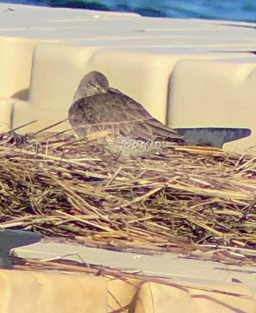 Long-billed Dowitcher - ML614481309