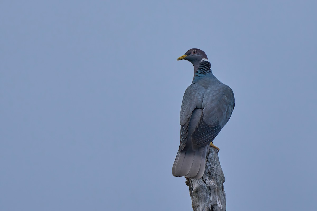 Pigeon à queue barrée (groupe albilinea) - ML614481550