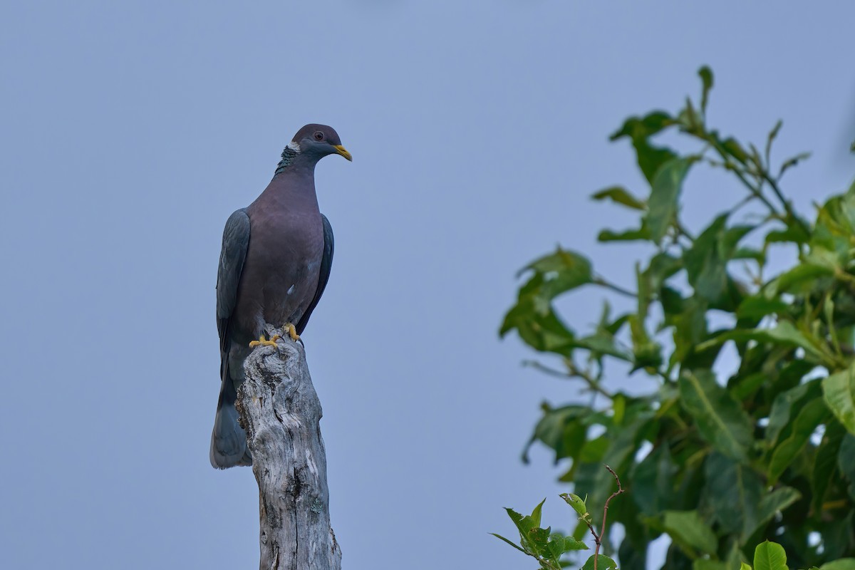 Pigeon à queue barrée (groupe albilinea) - ML614481551