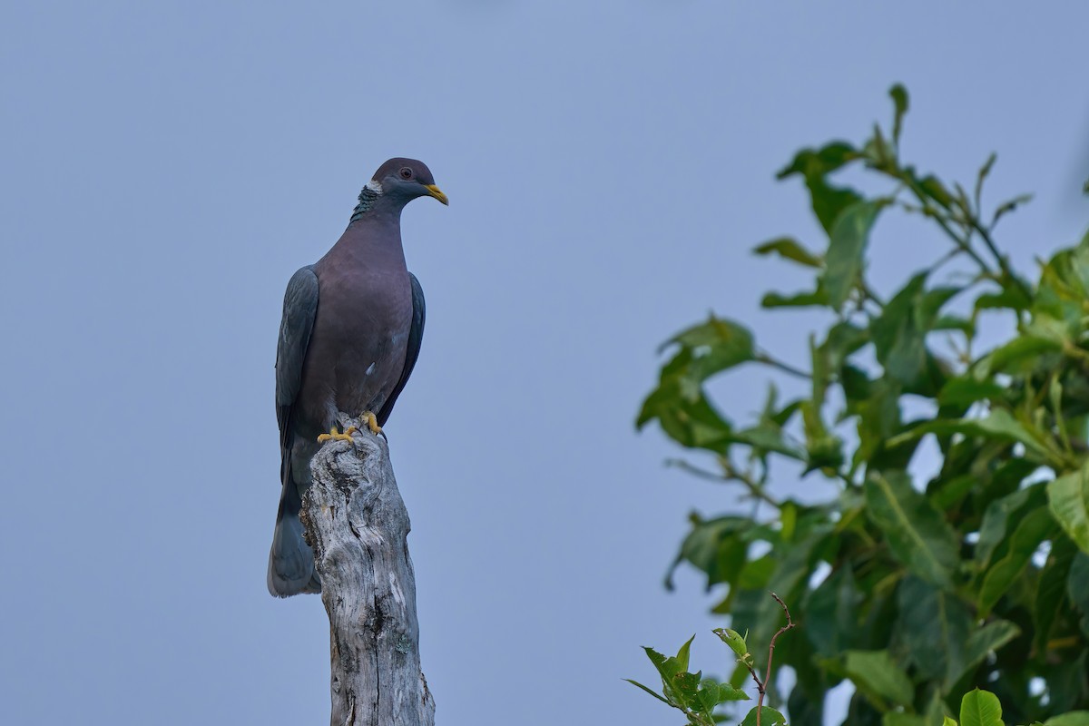 Band-tailed Pigeon (White-necked) - Beata Milhano