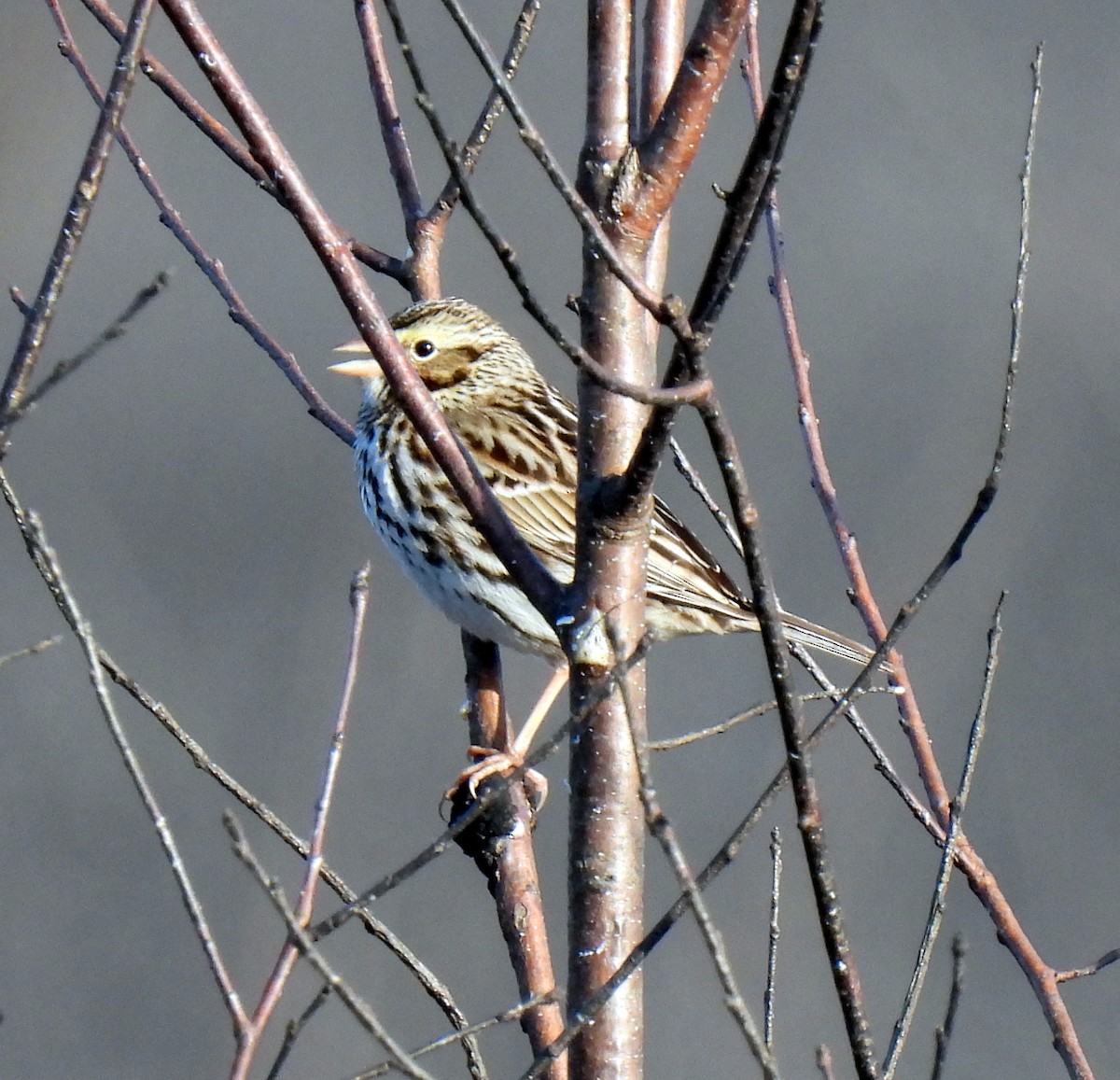 Savannah Sparrow - ML614481573