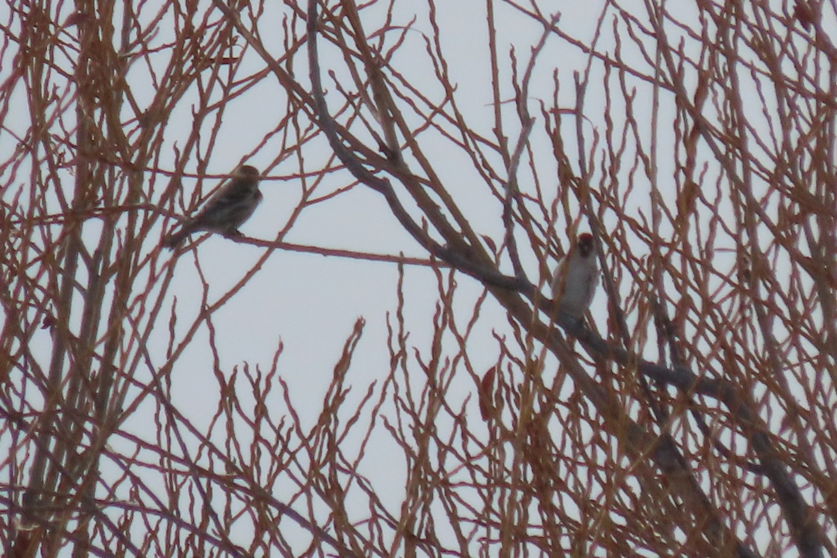 Common Redpoll - ML614481593