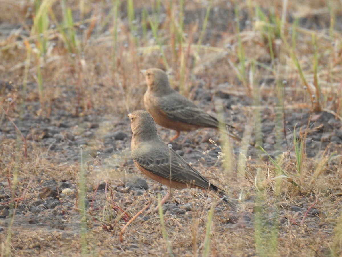 Rufous-tailed Lark - ML614481698