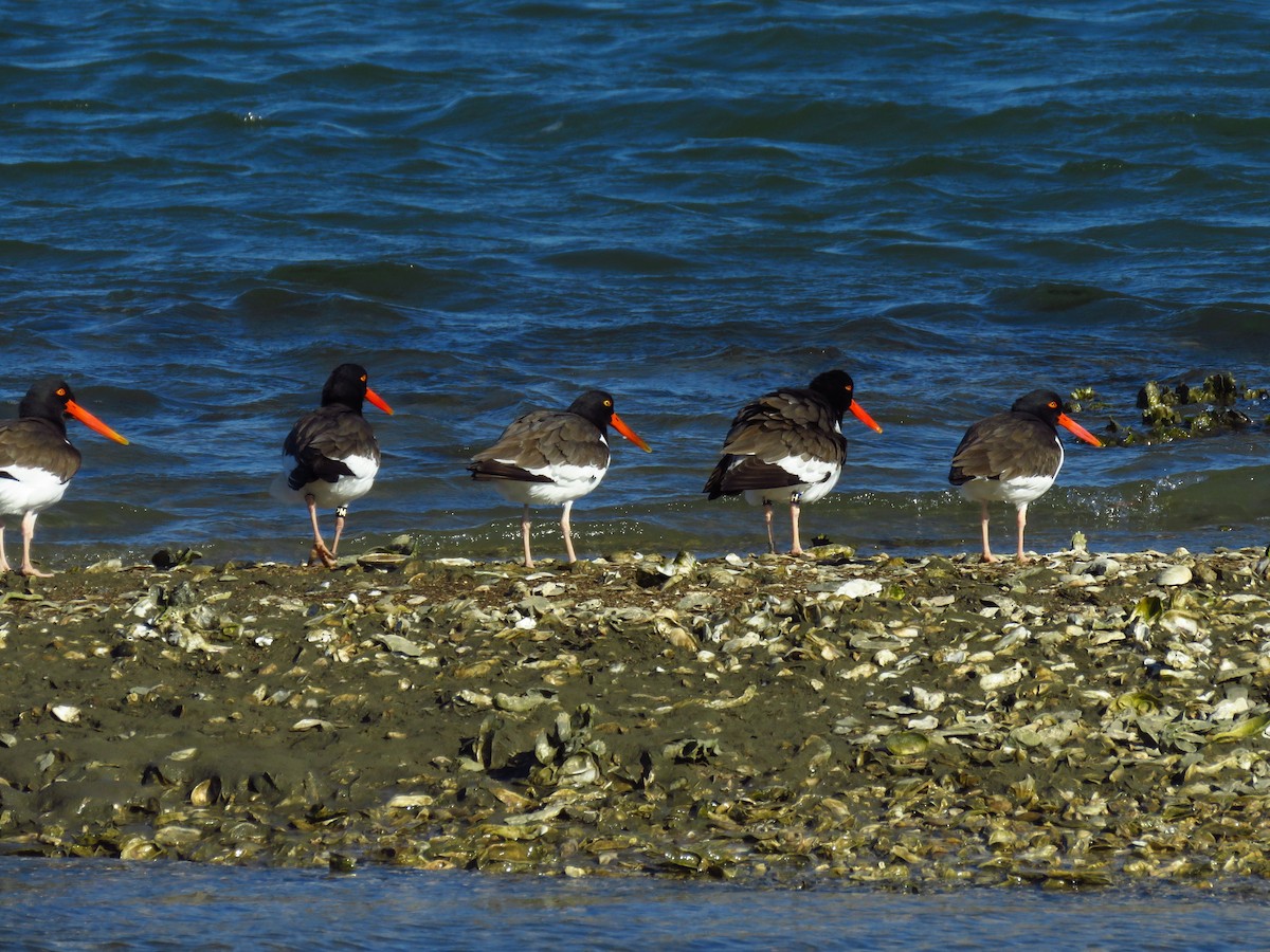 American Oystercatcher - Ron Ahle