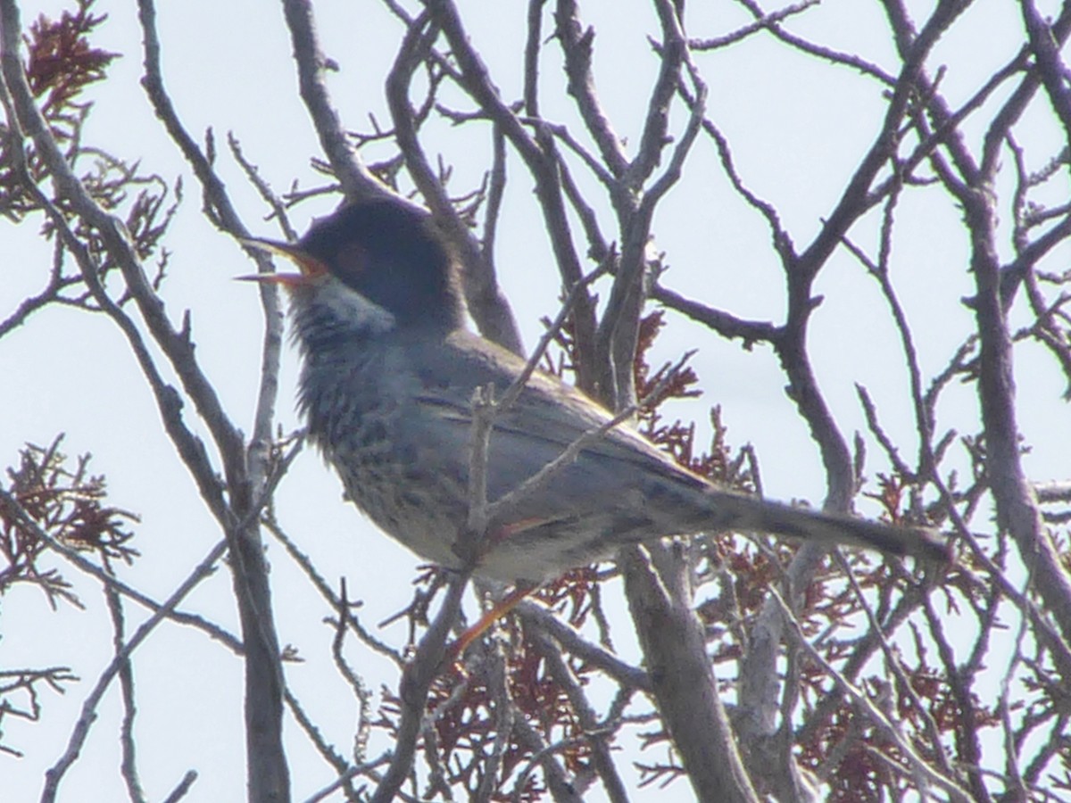 Cyprus Warbler - ML614481787