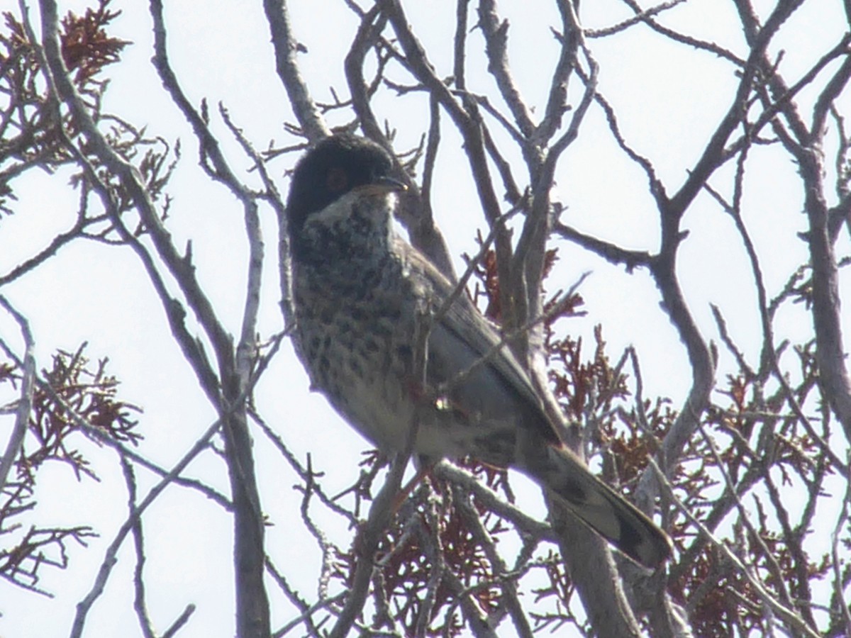 Cyprus Warbler - ML614481792