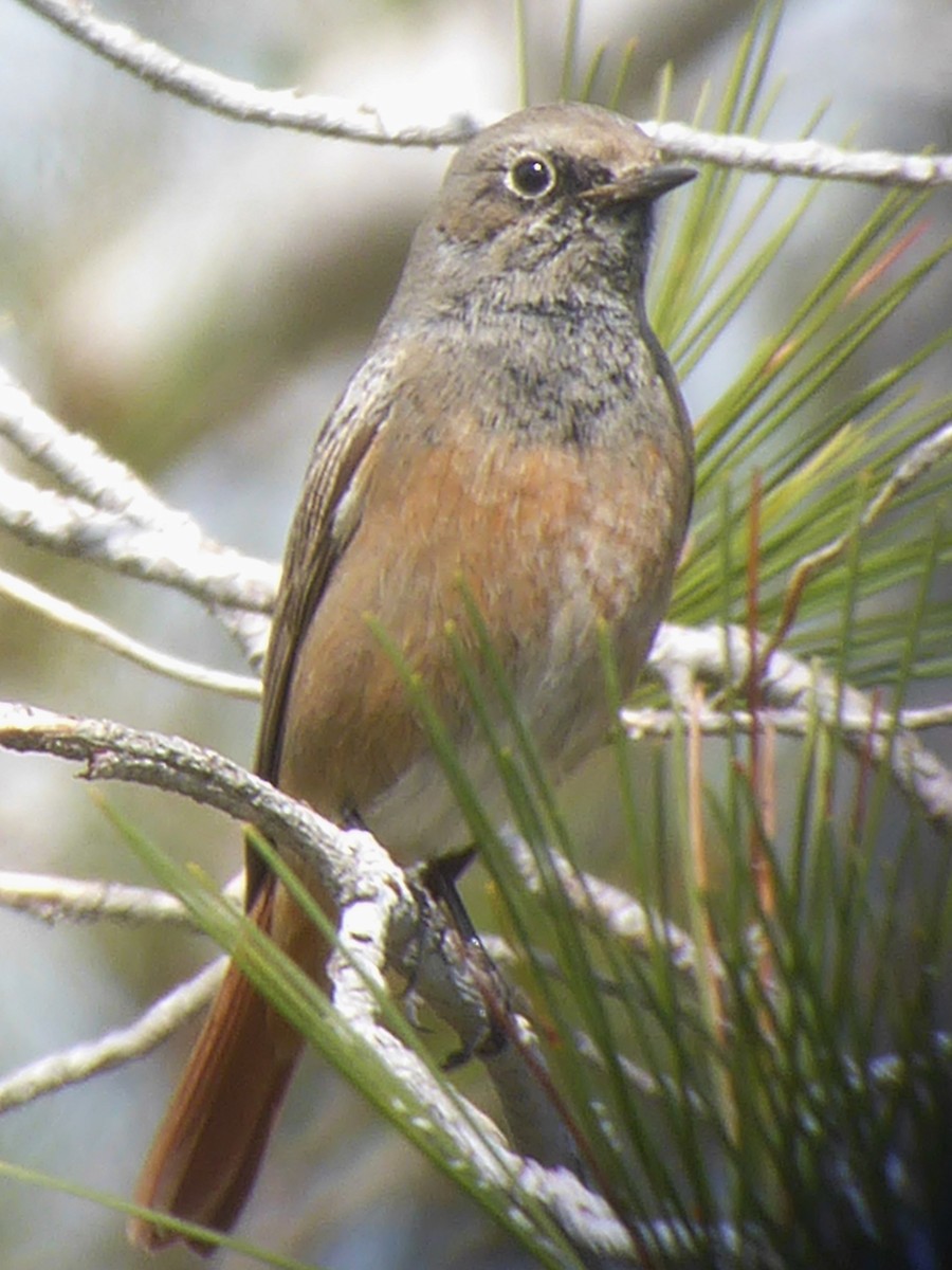 Black Redstart (Eastern) - ML614481808