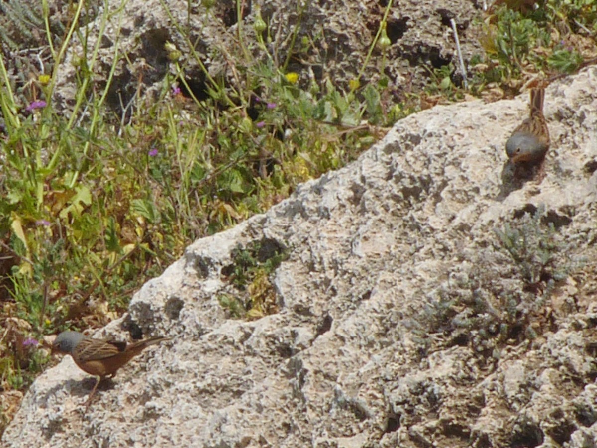 Cretzschmar's Bunting - ML614481827