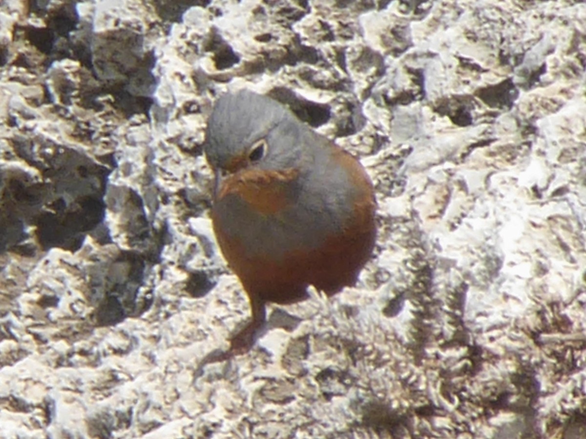 Cretzschmar's Bunting - ML614481833