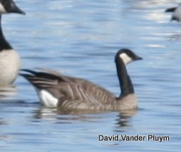 Cackling Goose - ML614481865