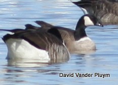 Cackling Goose - David Vander Pluym