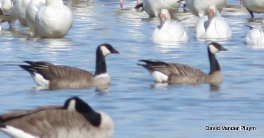 Cackling Goose - ML614481867