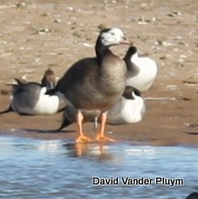 Greater White-fronted x Canada Goose (hybrid) - ML614481887