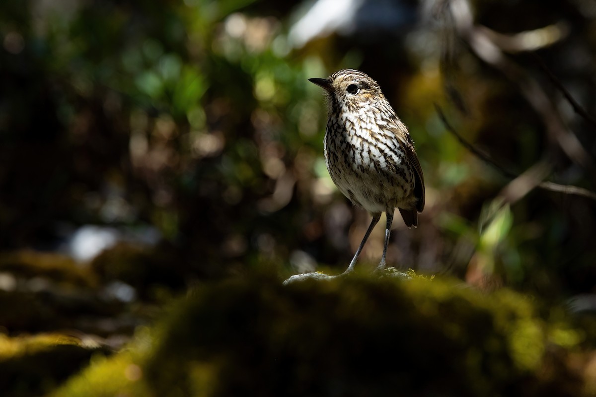 Stripe-headed Antpitta - ML614481936