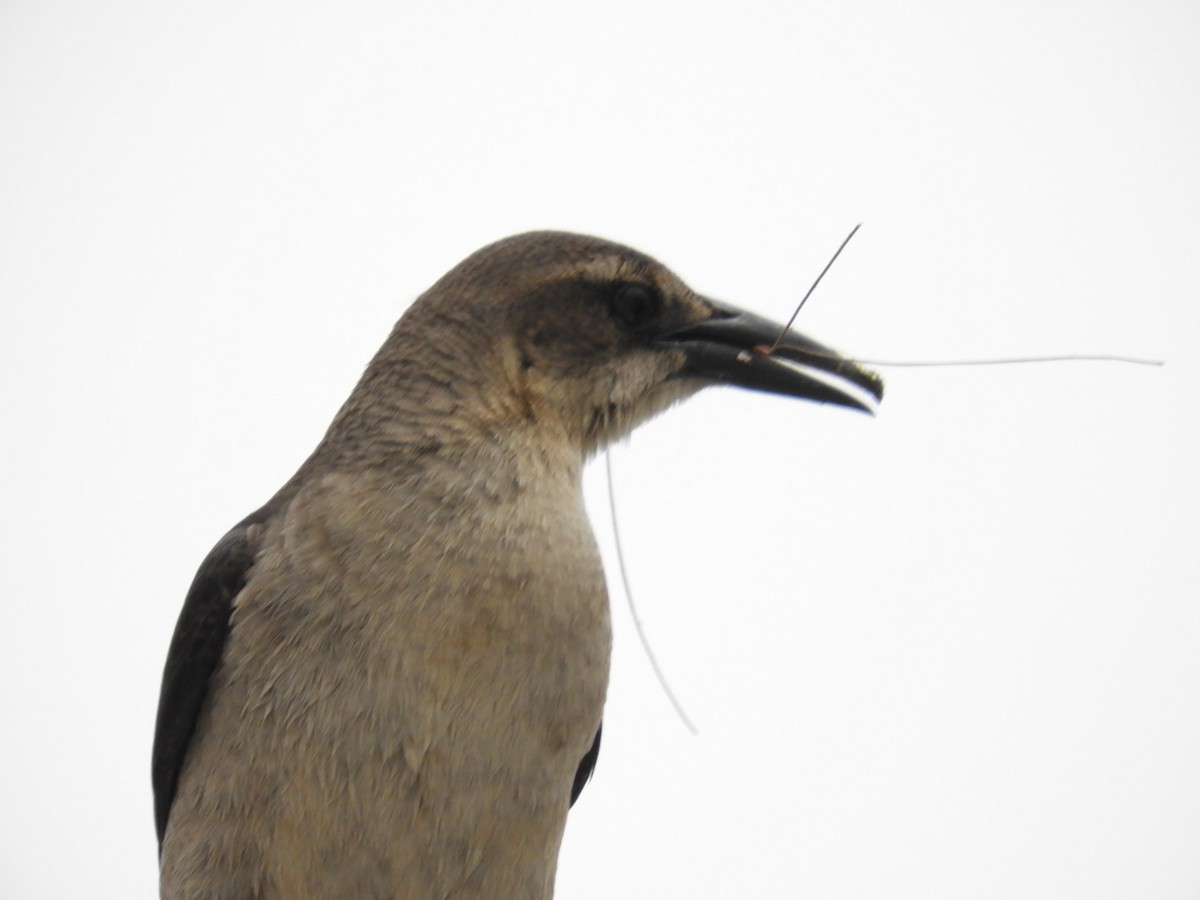Great-tailed Grackle - ML614481958