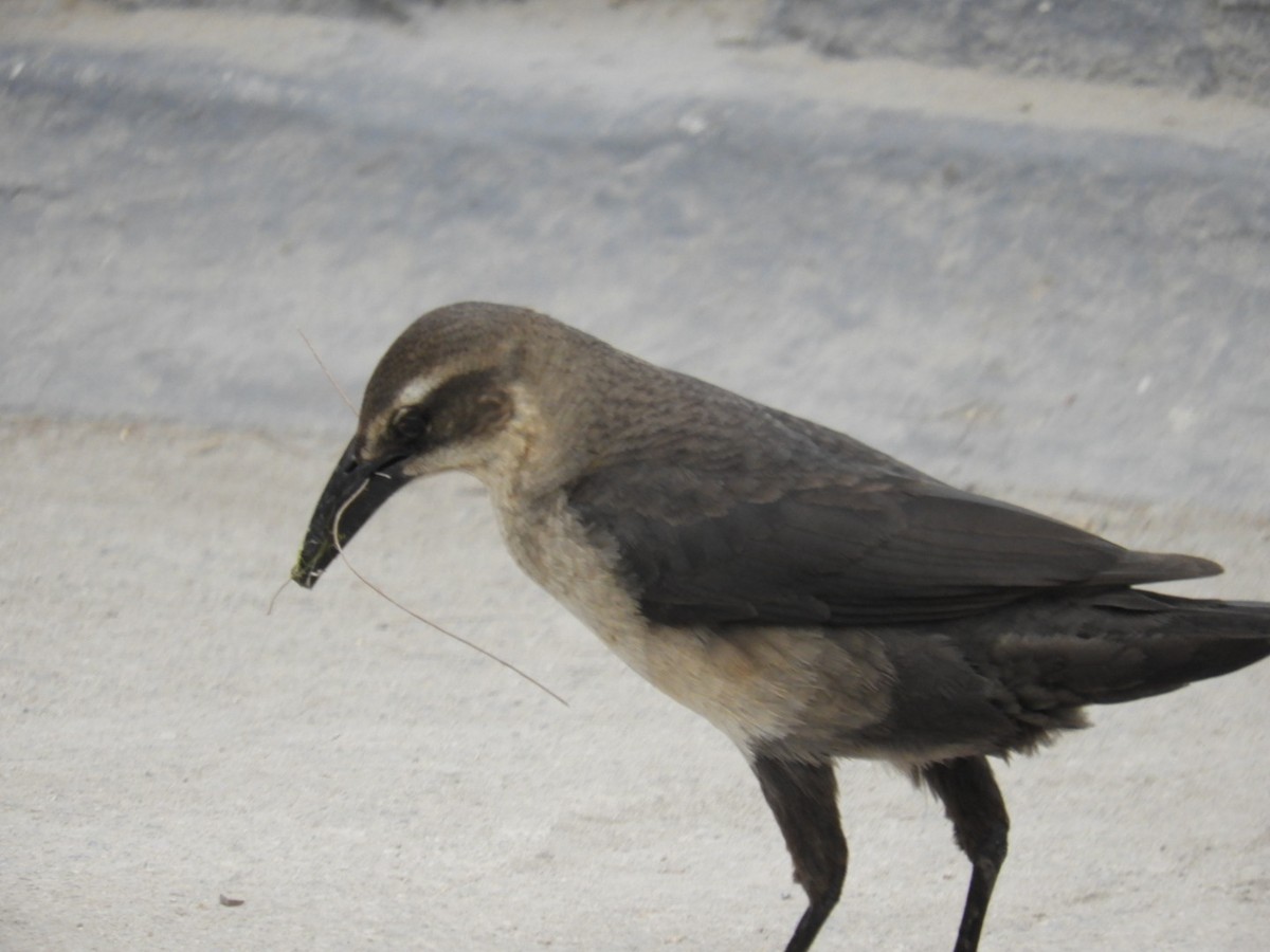 Great-tailed Grackle - ML614481959