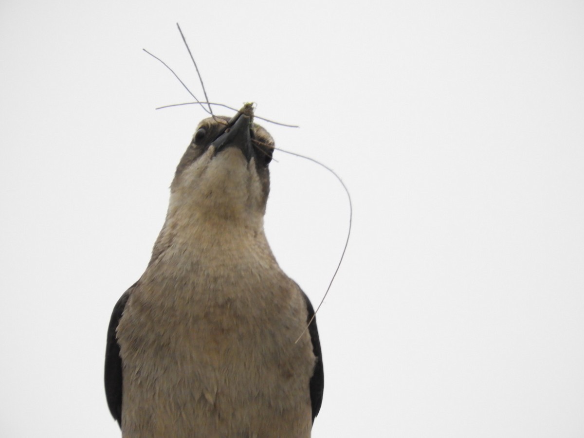 Great-tailed Grackle - ML614481960