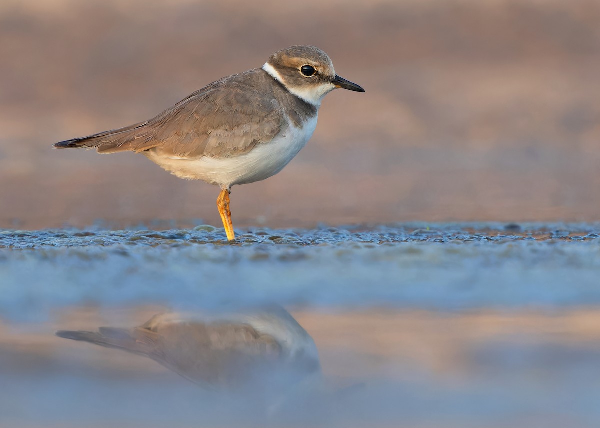 Long-billed Plover - Ayuwat Jearwattanakanok