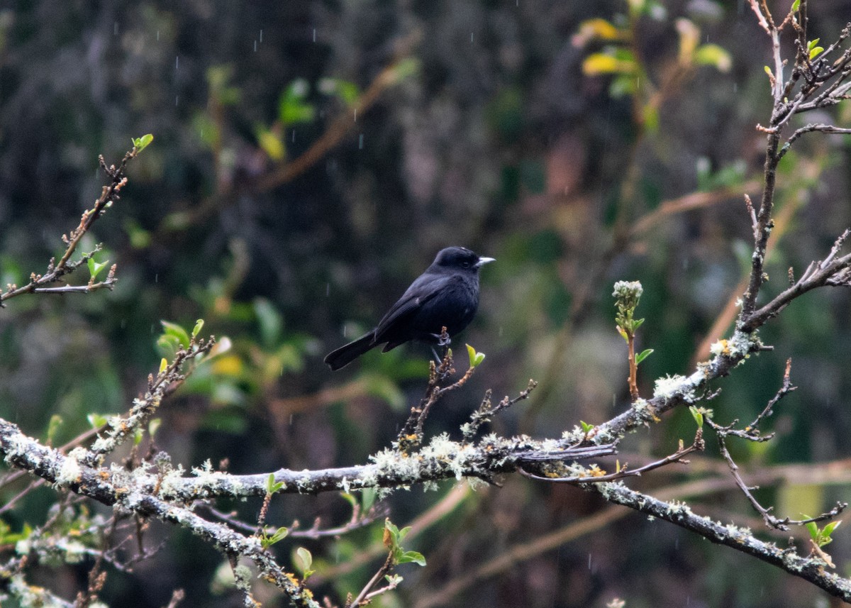 White-winged Black-Tyrant - ML614482063