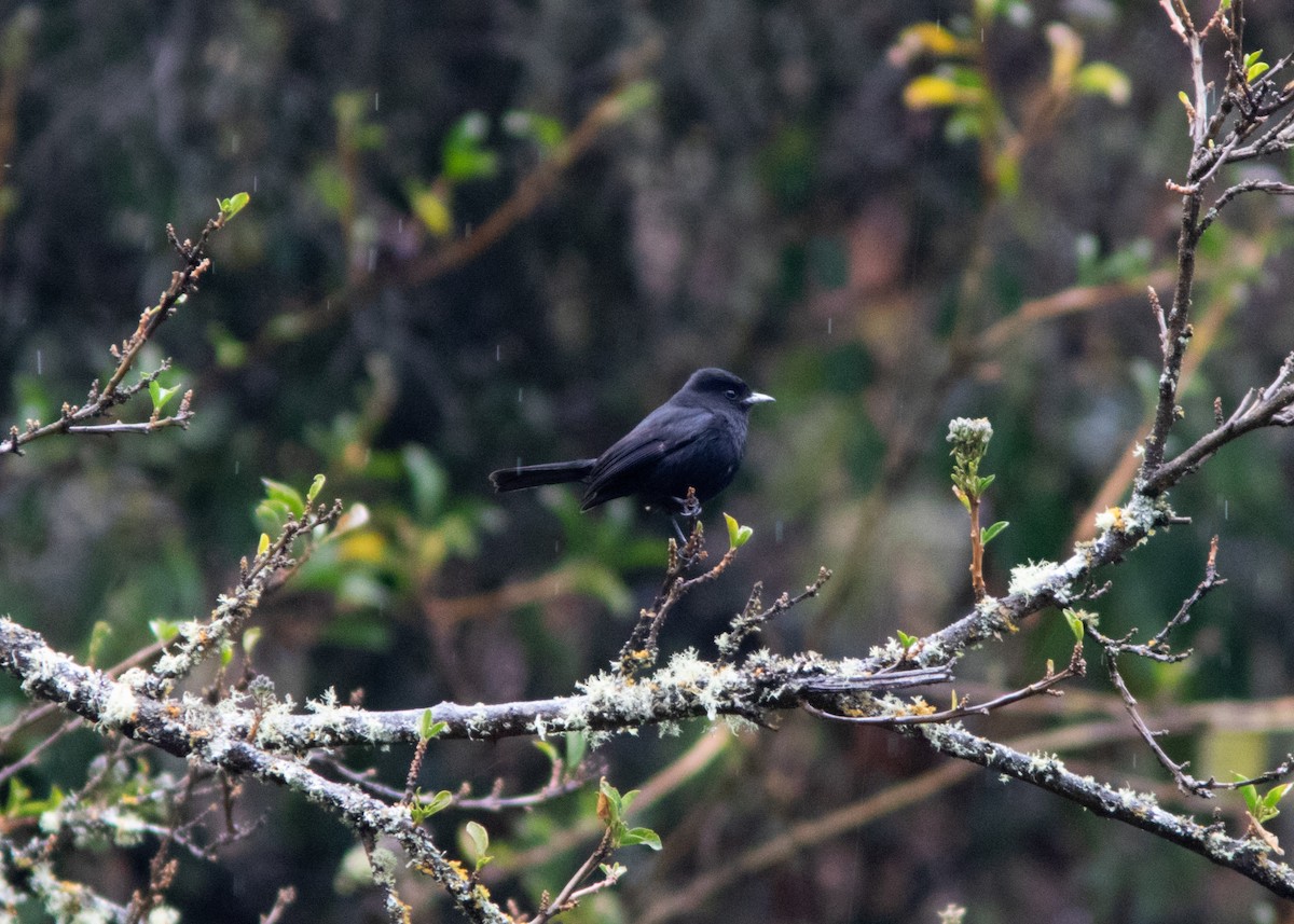 White-winged Black-Tyrant - ML614482064